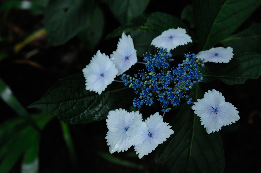 源氏山の梅雨花…４