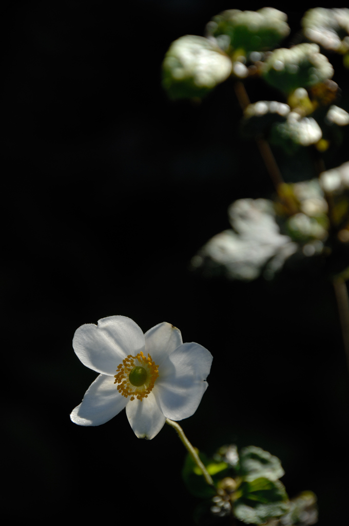 名刹の卯の花色…