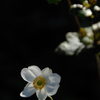 名刹の卯の花色…