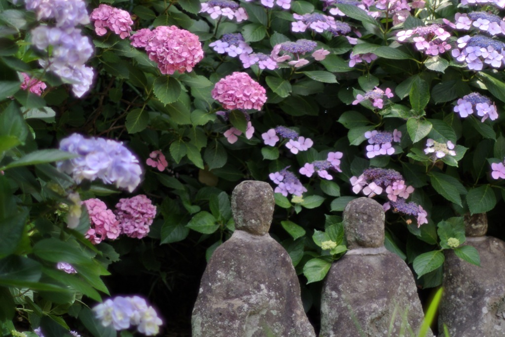 安養院・古仏像を飾る…