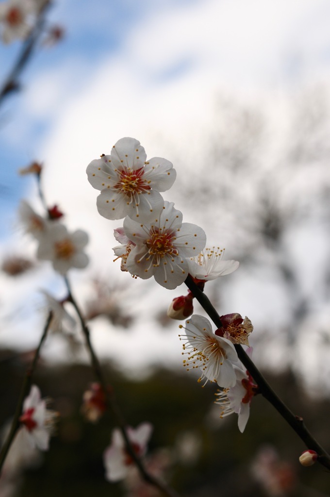 名刹の春色…４