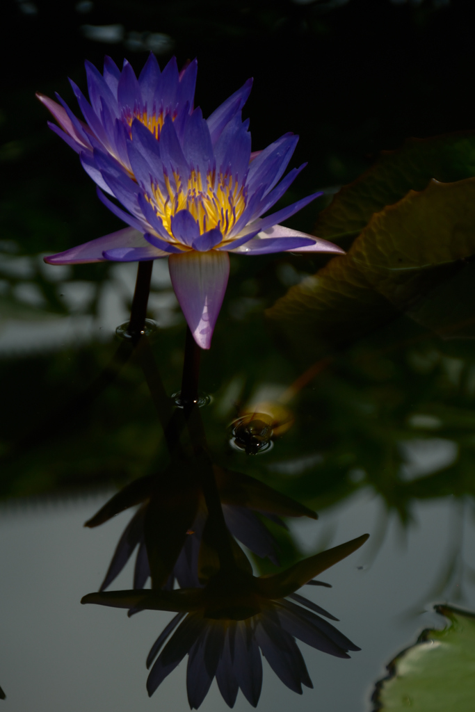 熱帯の妖花…４