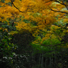 禅寺の錦屏風…５