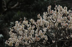 駆け込み寺の象牙色…１