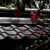 鈍色に紅差し…