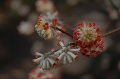 鎌倉の春花…２