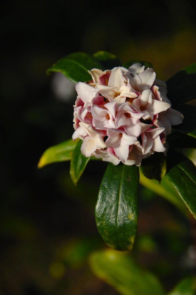 薄桜色の沈丁花…