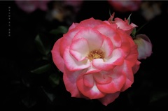 皐月の花絵巻…５