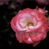 皐月の花絵巻…５