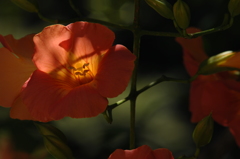 鎌倉妙本寺…凌霄花２