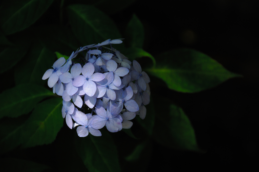 古都の色変花…１