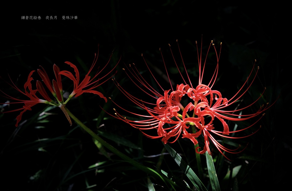 鎌倉花絵巻…夜長月１