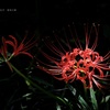 鎌倉花絵巻…夜長月１