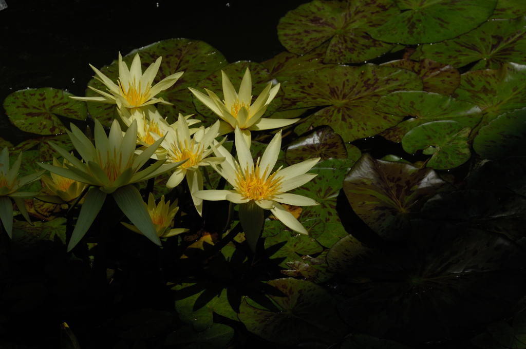 水面の艶花…３