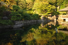 目白庭園・黄金色1…