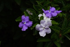 紫の色変花…