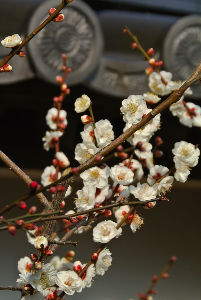 迎春の象牙色２…