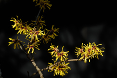 春訪の黄花…２