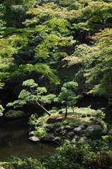 緑影を映す庭池…