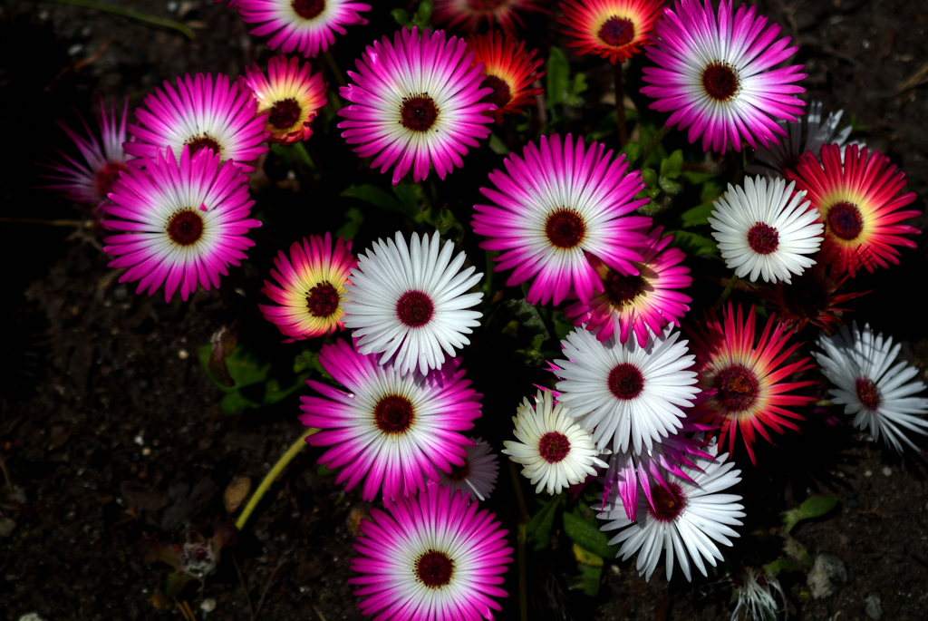 三浦の花火…１