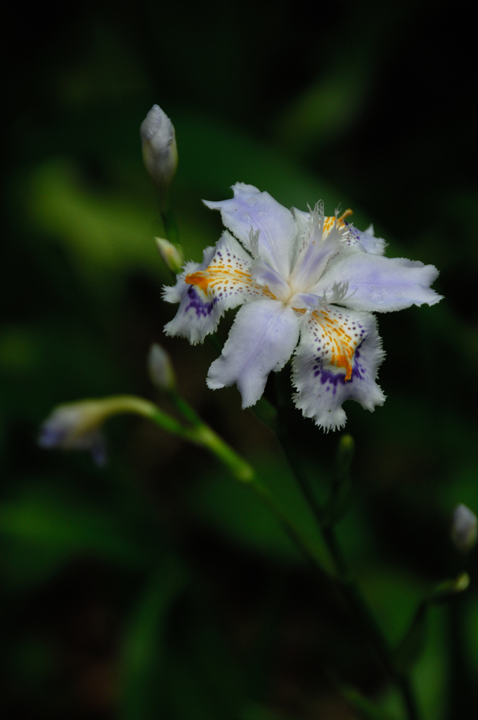 古都の雅花…２