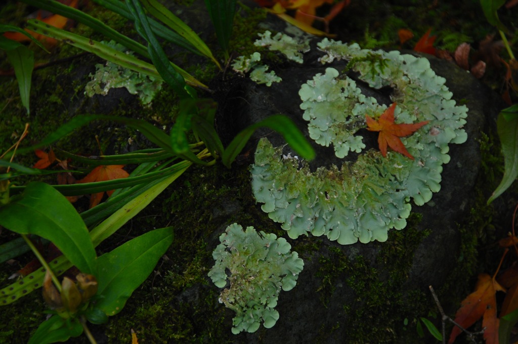 明月院・苔床に…