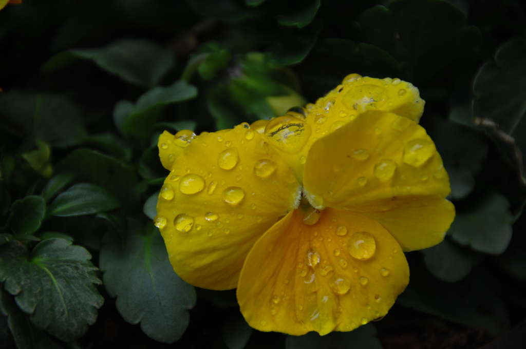 花の撮り納め…