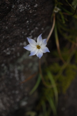 鎌倉の春花…５