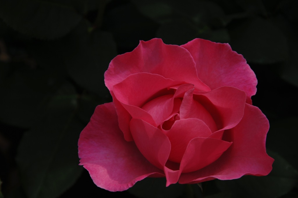 春光に映える薔薇…６