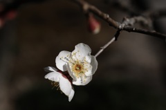 早春の小白花…