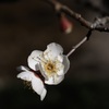 早春の小白花…