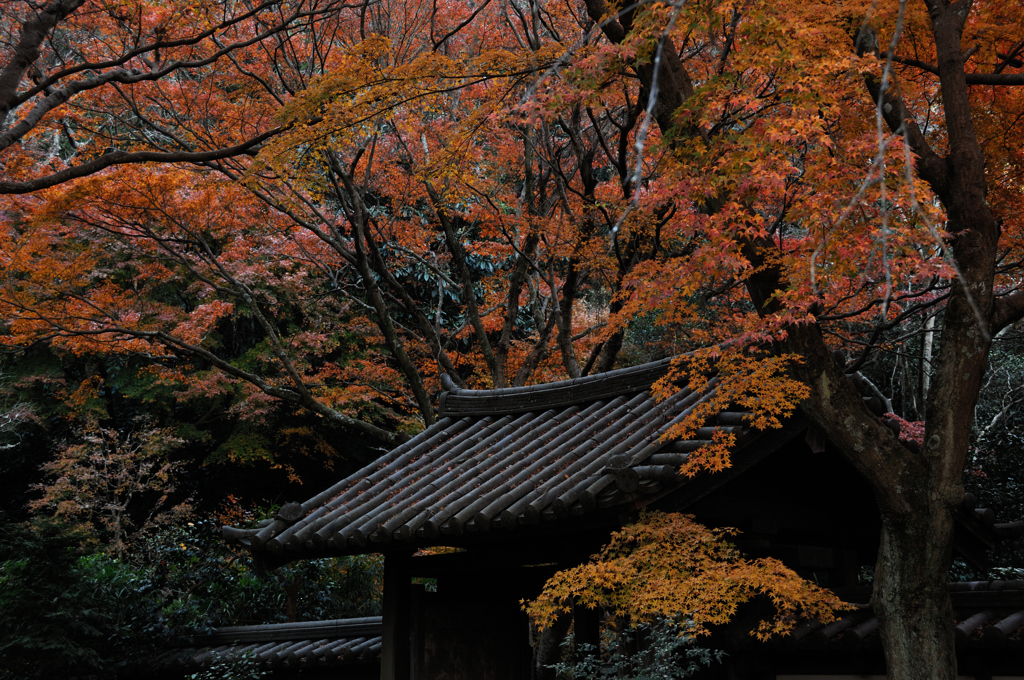 晩秋の名刹…４