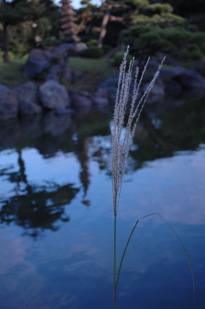 清澄庭園・水辺のススキ…