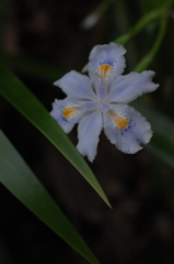 古刹の庭花…１