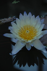 水面の妖艶花１…