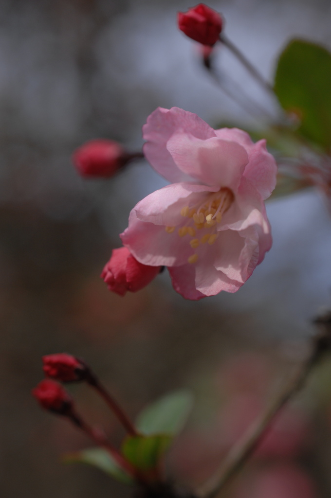 古刹の庭花…２