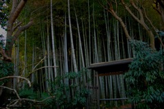 尼寺の竹林…