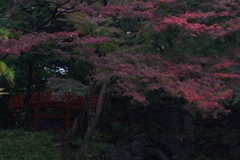 後楽園・雨中の秋１…