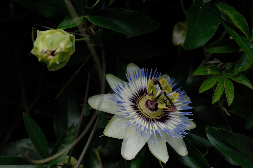 古都の蔓花…２