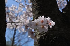 東京の桜色…２