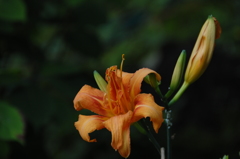 古都に映える夏の花々…１