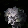 源氏山の七変化…６