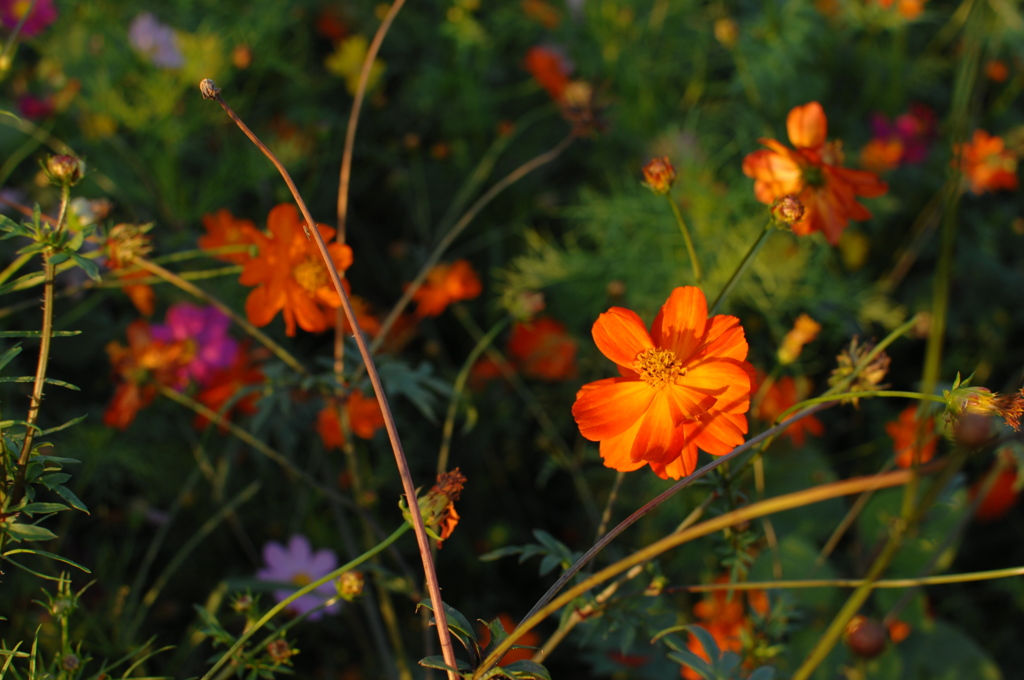 夕景の秋桜２…