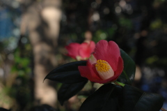 古刹裏山の紅色…