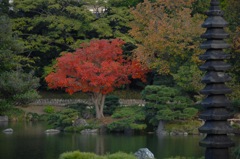 清澄庭園・紅一点…