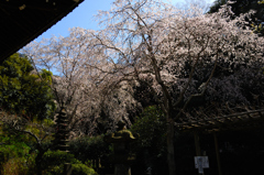 法難の桜…１