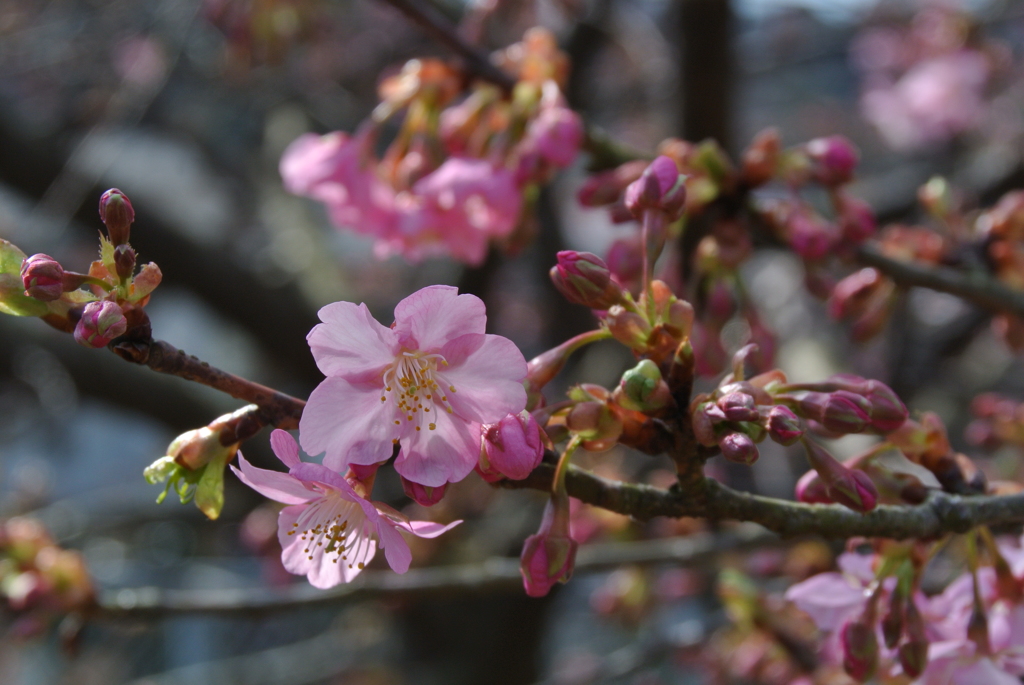 お目見えの薄桜色…１