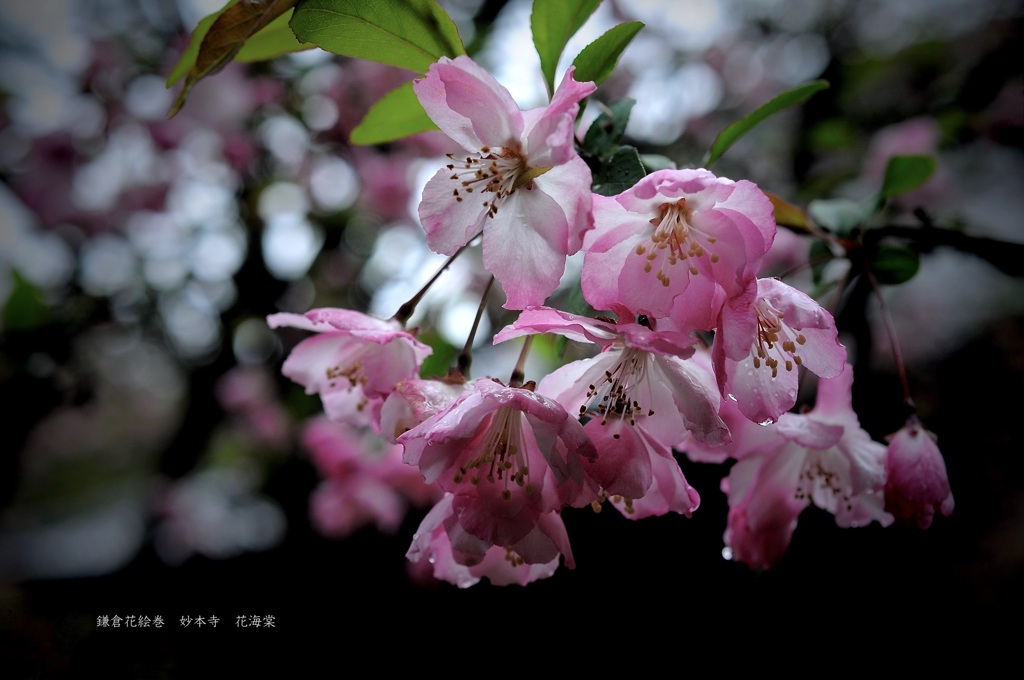 鎌倉花絵巻…卯月１