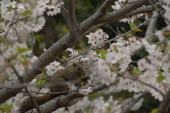 食べ散らす奴ら…１