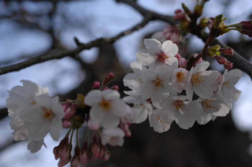 春に仄かな桜色…１